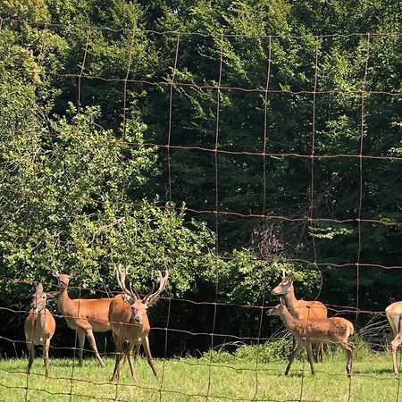 Farmhouse Lipoglav Loče pri Poljčanah Buitenkant foto